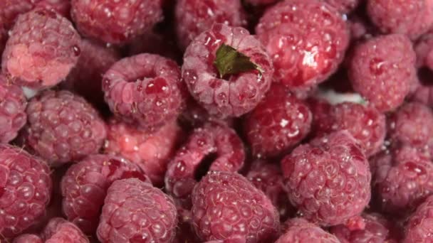 Les framboises juteuses mûres reposent sur une assiette. Gros plan sur les framboises biologiques mûres. — Video