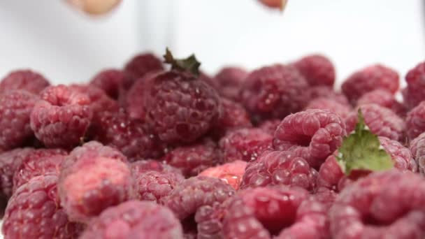 De belles mains féminines prennent des framboises juteuses mûres dans une assiette. Gros plan des mains prenant des framboises mûres dans une assiette. — Video