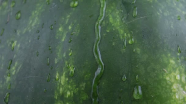 Fresh Juicy Striped Watermelon Close Drops Water Flow Peel Juicy — Stock Video