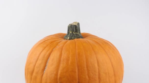 Halloween Kürbis Rotiert Auf Weißem Hintergrund Reifer Orangefarbener Kürbis Rotiert — Stockvideo