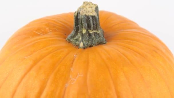 Halloween Citrouille Tourne Sur Fond Blanc Citrouille Orange Mûre Tourne — Video