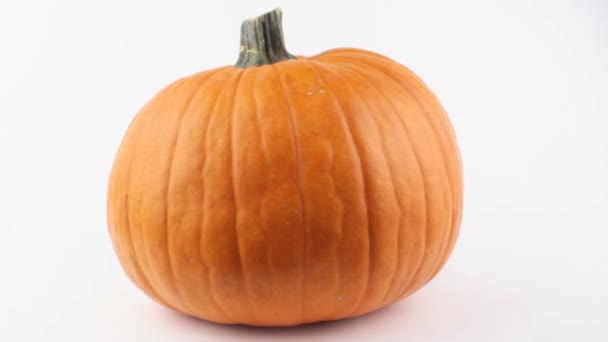 La zucca di Halloween ruota su uno sfondo bianco. La zucca arancione matura ruota su uno sfondo bianco. Zucca biologica fresca su sfondo bianco. — Video Stock