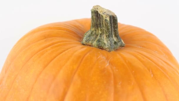 La zucca di Halloween ruota su uno sfondo bianco. La zucca arancione matura ruota su uno sfondo bianco. Zucca biologica fresca su sfondo bianco. — Video Stock