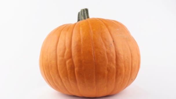 Abóbora Halloween gira sobre um fundo branco. Abóbora laranja madura gira sobre um fundo branco. Abóbora orgânica fresca sobre um fundo branco. — Vídeo de Stock