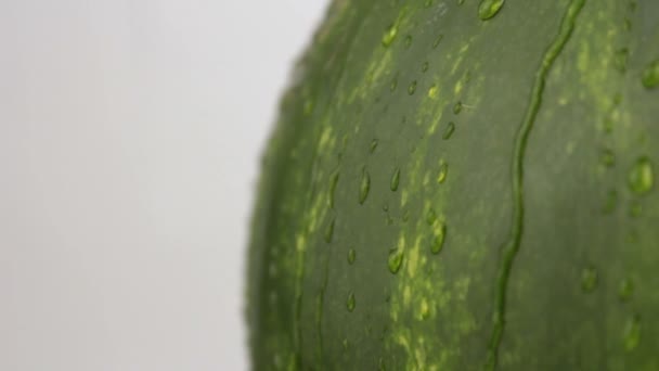 Närbild Vattendroppe Grön Randig Vattenmelon Färsk Saftig Randig Vattenmelon Närbild — Stockvideo