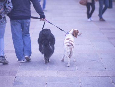 Kalabalık şehirde sokak kaldırımlarında tasmalı evcil köpeklerle yürüyen insanlar..