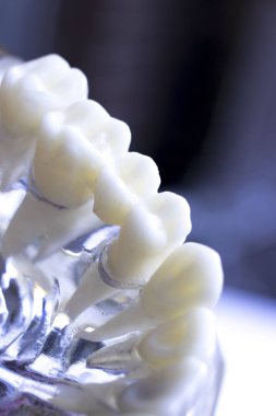 Diş hekimi diş diş modeli gösteren öğretim her diş ve dişeti hastalar ve öğrenciler için.