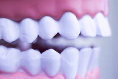 Diş hekimi diş diş modeli gösteren öğretim her diş ve dişeti hastalar ve öğrenciler için.