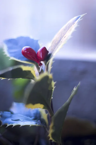 Новорічна Рослина Зеленим Червоним Листям Червоними Ягодами — стокове фото