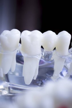 Diş hekimi diş diş modeli gösteren öğretim her diş ve dişeti hastalar ve öğrenciler için.