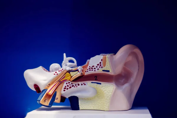 医用听力师耳聋诊断聋患者的塑料模型 — 图库照片