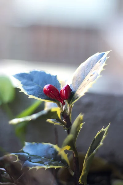 Vánoční Holly Zahradní Rostlina Listy Zelené Červené Červené Bobule — Stock fotografie