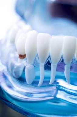 Diş hekimi diş diş modeli gösteren öğretim her diş ve dişeti hastalar ve öğrenciler için.