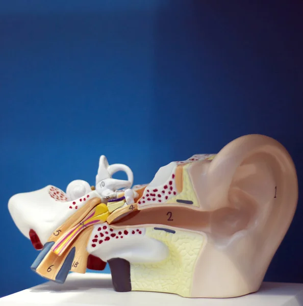 Orvosi Audiológusa Fül Hallásvesztés Tanítás Műanyag Modell Diagnózisának Siket — Stock Fotó