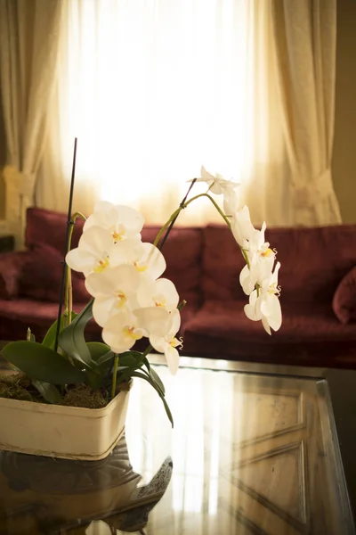 Piękne Kwiaty Luksusowe Pięciogwiazdkowe Małżeństwo Wesele Hotel Przed Przybyciem Gości — Zdjęcie stockowe
