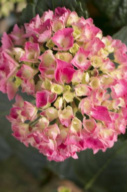 Çiçek Düğün Gelin Buketi Gelin için hazır çiçek tanzimi.