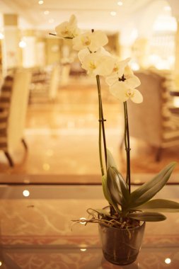 Konuklar gelmeden önce lüks beş yıldızlı otel düğün evlilik parti güzel çiçekler.