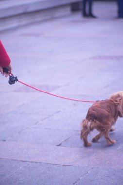 Kalabalık şehirde sokak kaldırımlarında tasmalı evcil köpeklerle yürüyen insanlar..