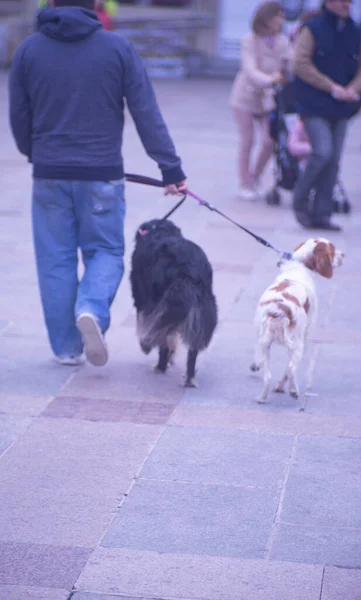 People walking in busy urban city shopping street sidewalk pavement with pet dog on leash.