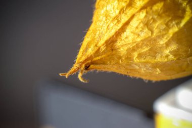 Güzel tek portakal çiçeği. Kuru çiçek makro çekim