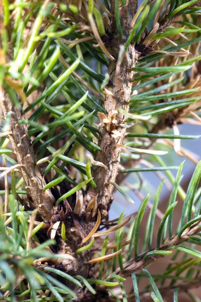 Green spruce needles. Close up. — Stock Photo, Image