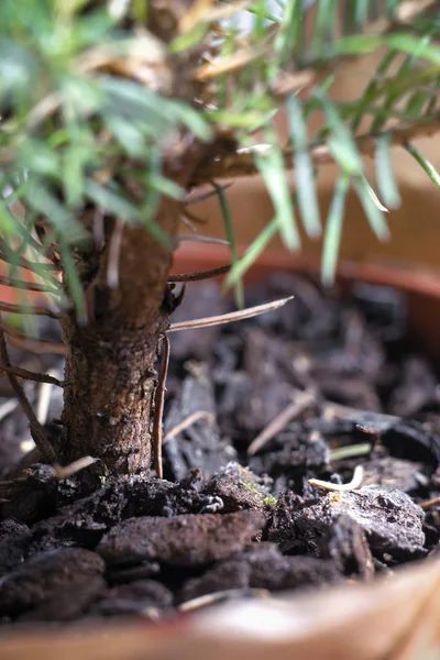 Pequeño árbol de Navidad con raíces y suciedad de la olla — Foto de Stock