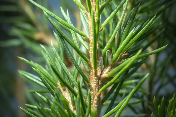 Norwegische Fichte blättert Makroschuss ab. — Stockfoto