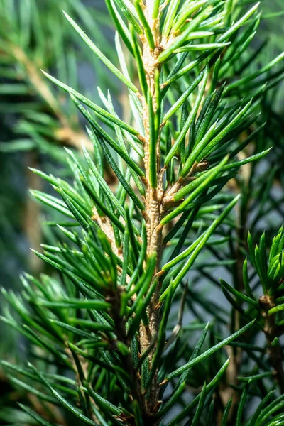 Norwegische Fichte blättert Makroschuss ab. — Stockfoto