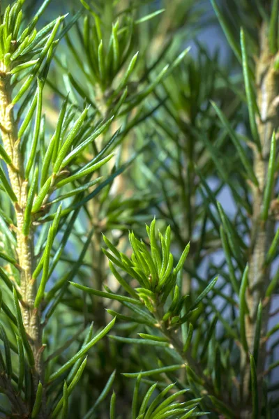 Norway Spruce Leaves Macro Shot Nature Fir Stock Photo