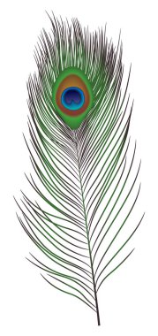 Peacock feather icon, realistic style clipart
