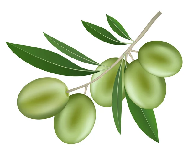 Branche d'icône olive, style réaliste — Image vectorielle