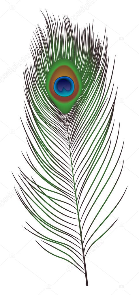 Peacock feather icon, realistic style