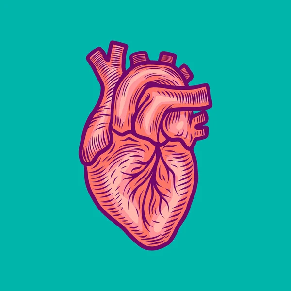 Анатомическая икона сердца, стиль ручной работы — стоковый вектор