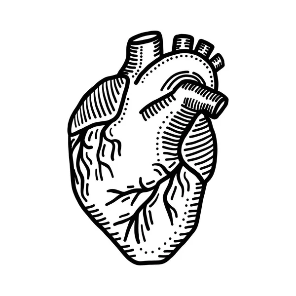 Hart orgel pictogram, hand getrokken stijl — Stockvector