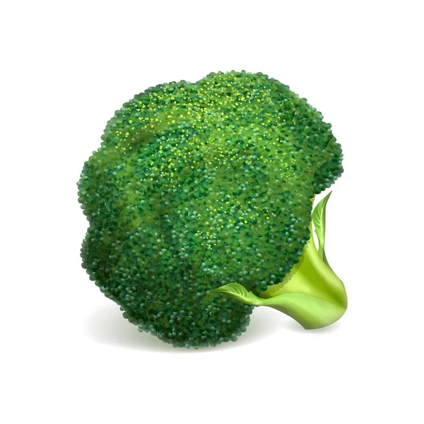 Grön broccoli ikon, realistisk stil — Stock vektor