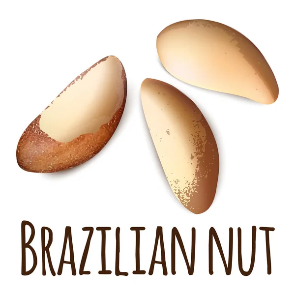 Brazilian nut icon, realistic style — Stock Vector