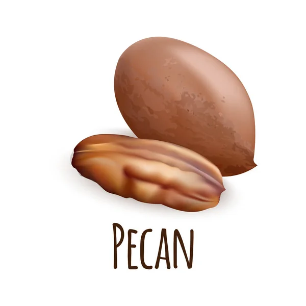 Pecan nut icon, realistic style — Stock Vector