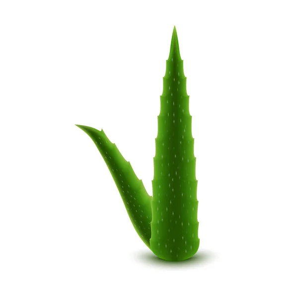 Icono de aloe de hoja, estilo realista — Vector de stock