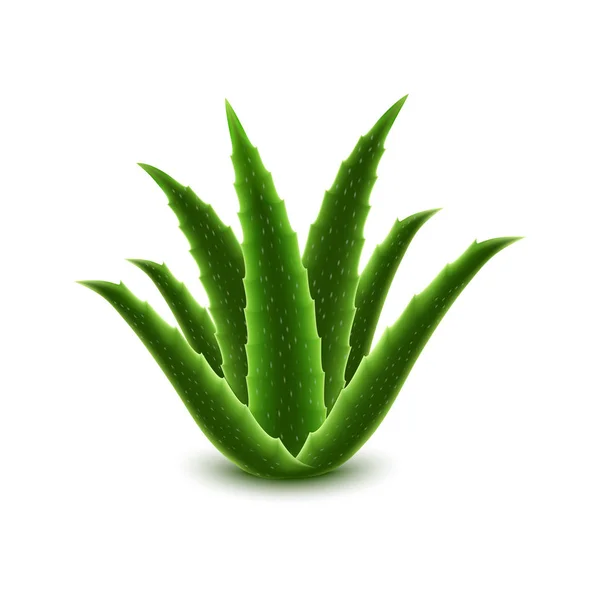 Aloe vera icon, realistic style — Stock Vector