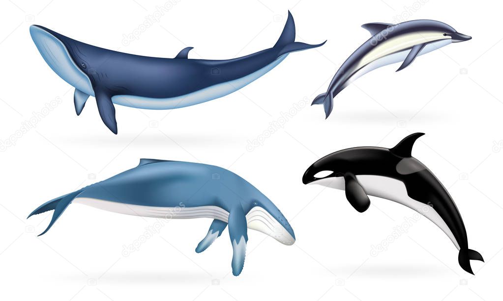 Whale icons set, realistic style
