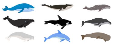 Whale icons set, flat style clipart
