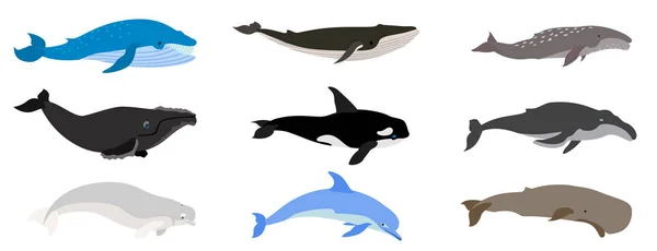 Whale icons set, flat style — Stock Vector