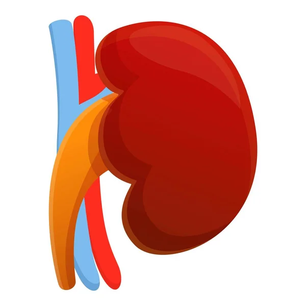 Ikona tělesné ledviny, kreslený styl — Stockový vektor
