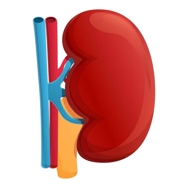 Icono de riñón saludable, estilo de dibujos animados — Vector de stock