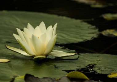 Nymphaea alba - Beyaz Nilüfer