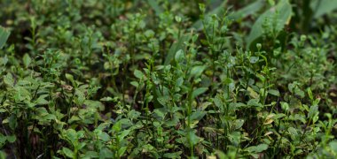 bir vahşi ormanda bir ardıç Şubesi