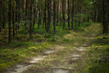 Yolun ortasında yoğun bir orman