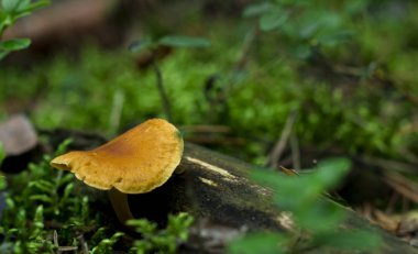 Orman mantar sonbaharında hatırlatmak