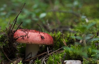 Ormanın içinde sade sonbahar