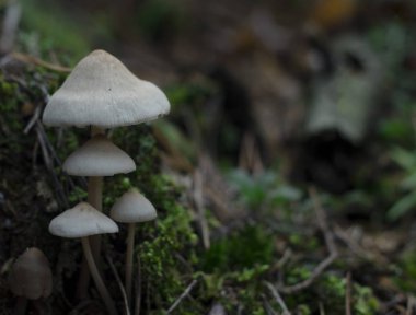 Orman mantar yağmurdan Beyaz şemsiye benzer